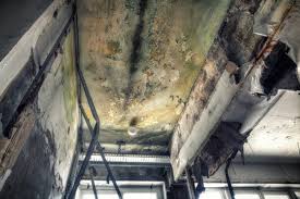 Best Environmental Consulting for Mold Prevention  in Glyndon, MN